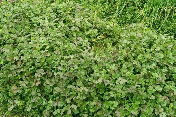 秋冬種植什么蔬菜