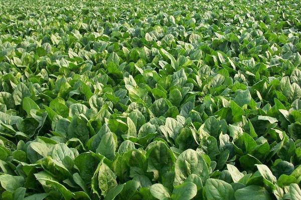 秋冬種植什么蔬菜