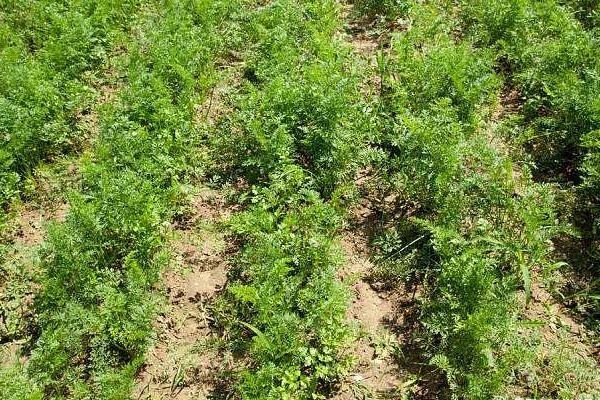 胡蘿卜怎么種植，附種植方法