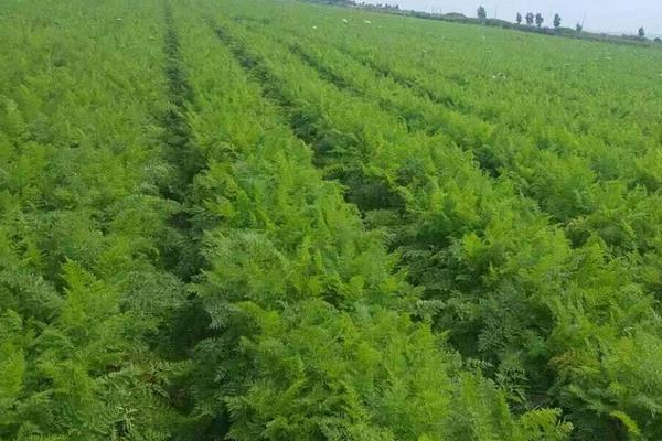 胡蘿卜怎么種植，附種植方法