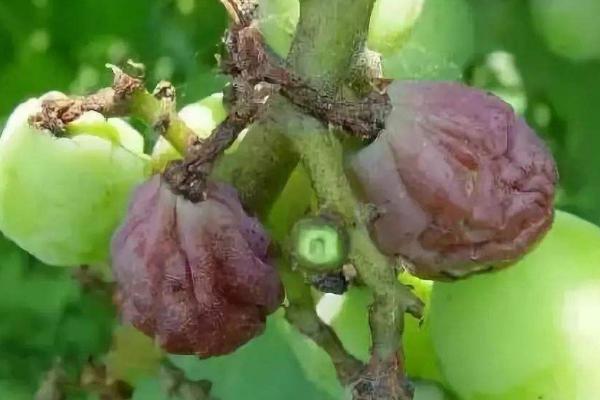 葡萄用藥周期表,附常見病及對(duì)應(yīng)用藥