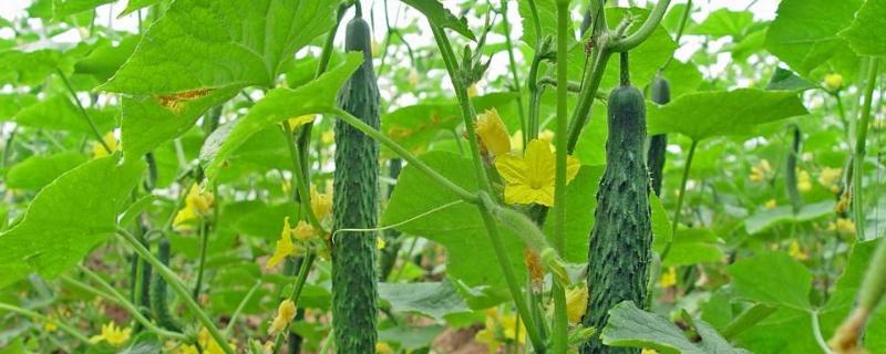 黃瓜紅蜘蛛用什么藥有效,什么時(shí)候打