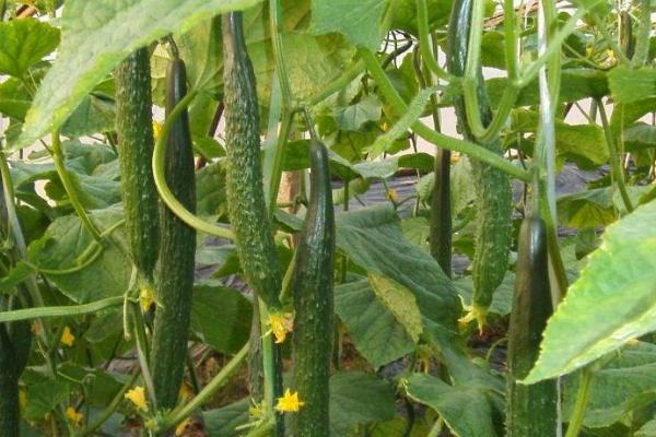 黃瓜紅蜘蛛用什么藥有效,什么時候打