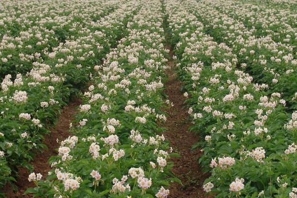 種土豆忌諱什么肥料（復合肥）