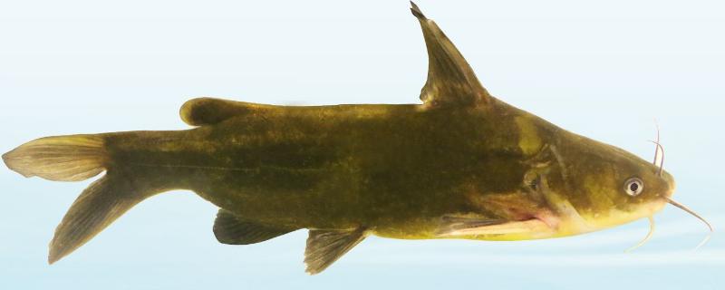 黃骨魚養殖利潤大嗎，附成本計算