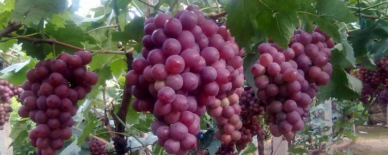 葡萄用藥周期表，附常見病及對應(yīng)用藥