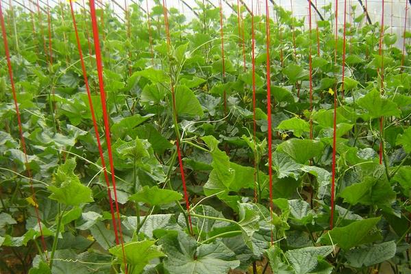 黃瓜紅蜘蛛用什么藥有效,什么時候打