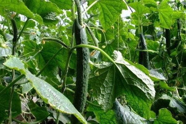 黃瓜紅蜘蛛用什么藥有效,什么時候打