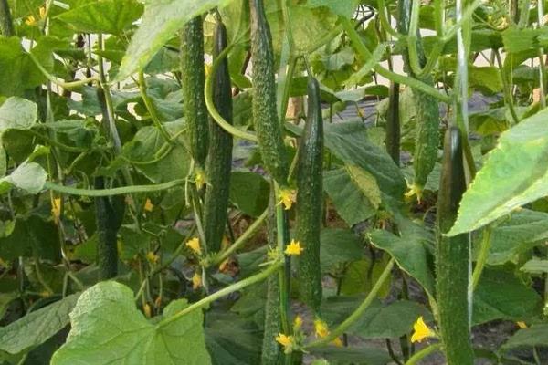 黃瓜紅蜘蛛用什么藥有效,什么時候打