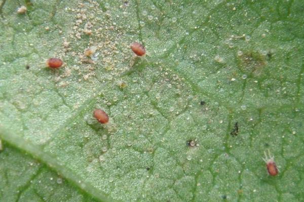 黃瓜紅蜘蛛用什么藥有效,什么時候打