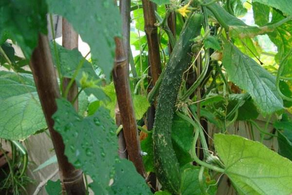 黃瓜紅蜘蛛用什么藥有效,什么時候打