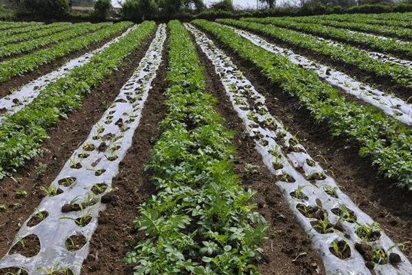 種土豆忌諱什么肥料（復合肥）