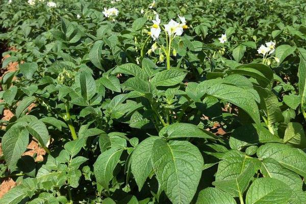 種土豆忌諱什么肥料（復合肥）