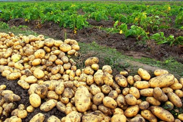 種土豆忌諱什么肥料（復合肥）