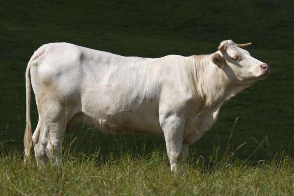 養牛的難處是什么，這幾個難處你知不知道