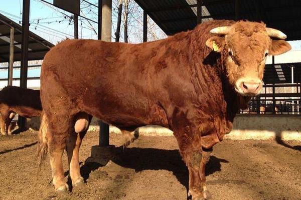 養牛的難處是什么，這幾個難處你知不知道