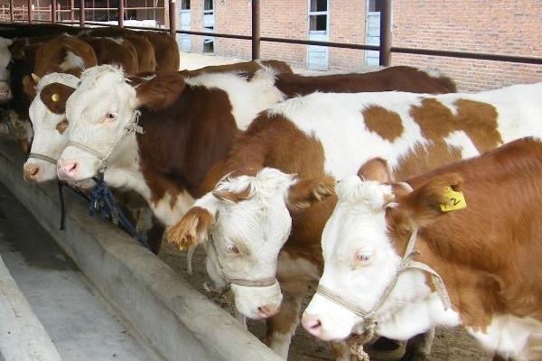 養牛的難處是什么，這幾個難處你知不知道