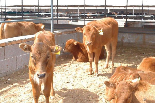 養牛的難處是什么，這幾個難處你知不知道
