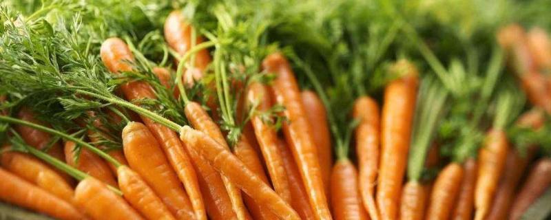 胡蘿卜怎么種植,附種植方法