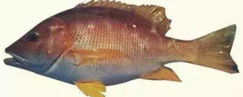 野生石蚌魚的市場價多少一斤,附營養價值