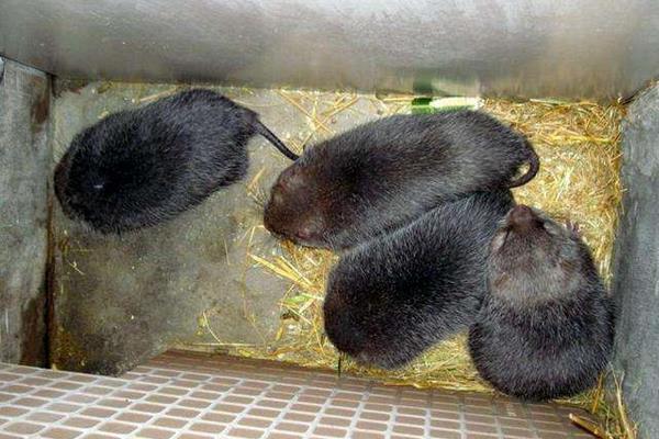 豬舍改養(yǎng)啥合適且有發(fā)展