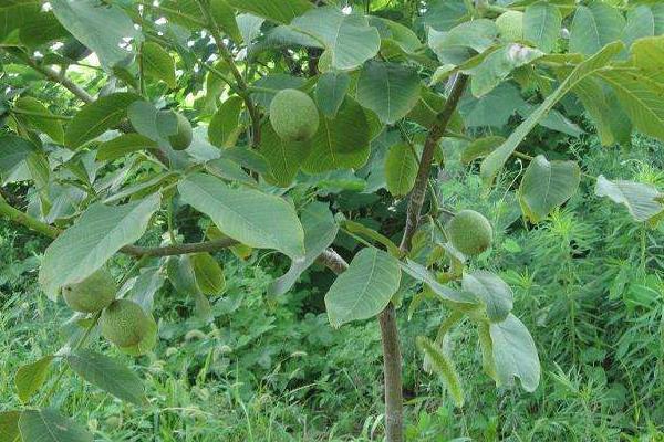 核桃樹苗多錢一棵？在哪里能買到