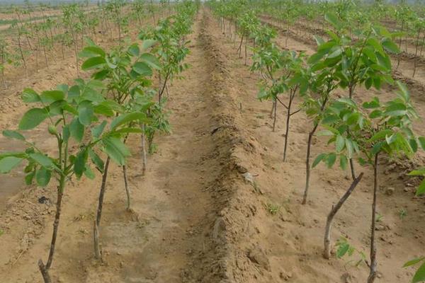 核桃樹苗多錢一棵？在哪里能買到