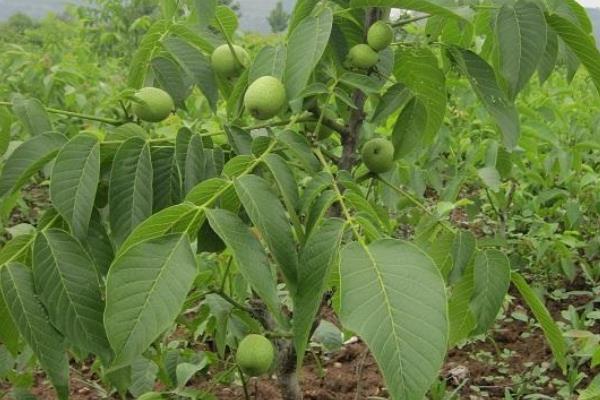 核桃樹苗多錢一棵？在哪里能買到