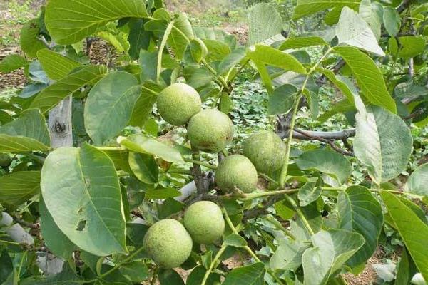 核桃樹苗多錢一棵？在哪里能買到