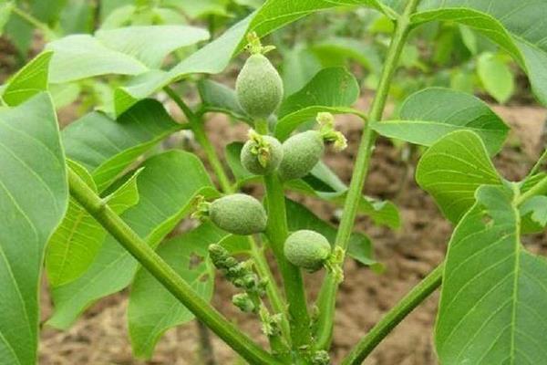 核桃樹苗多錢一棵？在哪里能買到