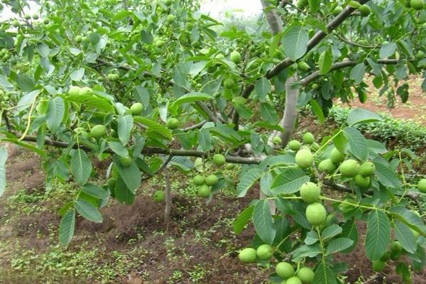 核桃樹苗多錢一棵？在哪里能買到