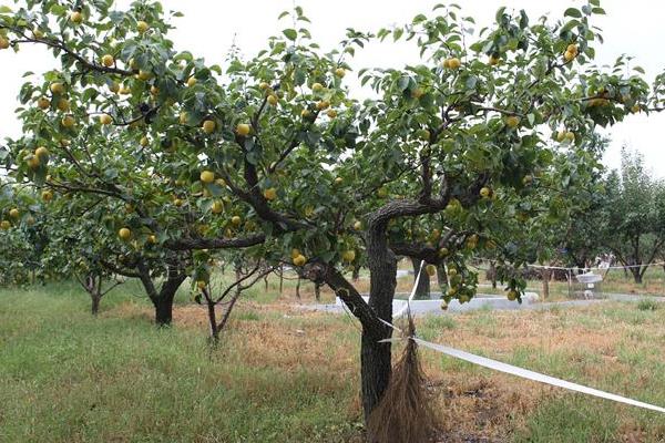 給果樹打藥的時間，上午好還是下午好？