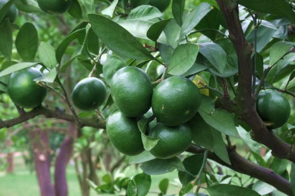 給果樹打藥的時間，上午好還是下午好？