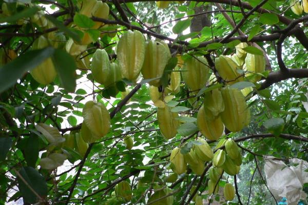 給果樹打藥的時間，上午好還是下午好？