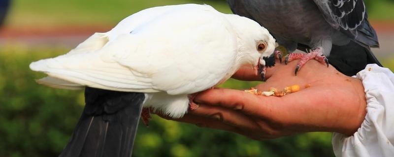 除鴿虱簡單的方法，有哪些土方法