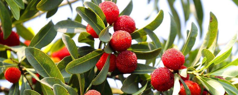 楊梅樹修剪技術，修剪后要施肥嗎？