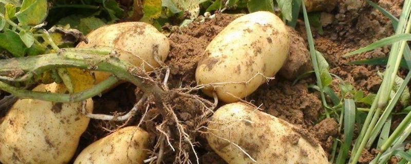 種土豆忌諱什么肥料（復合肥）