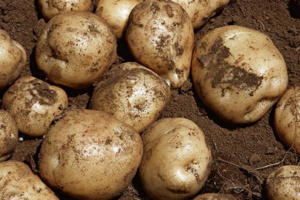 種土豆忌諱什么肥料（復合肥）