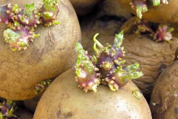 種土豆忌諱什么肥料（復合肥）