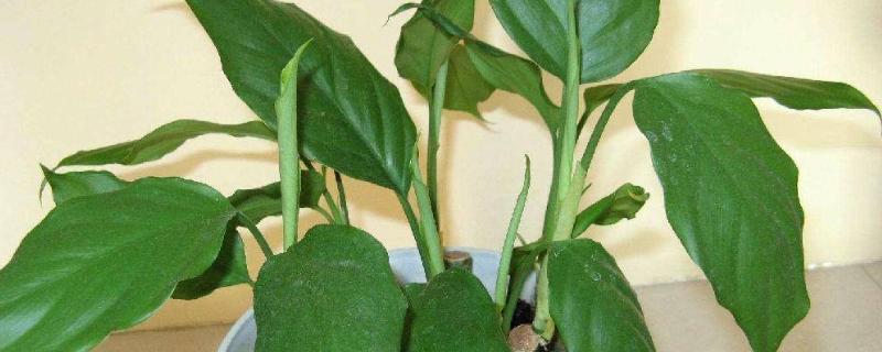 萬年青的養殖方法和注意事項