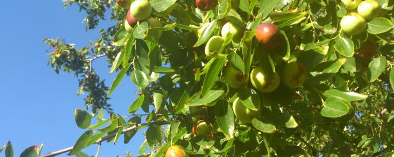 果樹秋季施肥時間，有幾種方法，附注意事項
