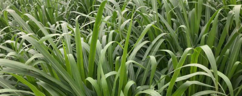 金牧糧草一畝成本多少