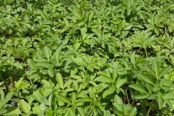 種植什么藥材值錢，好種是關鍵