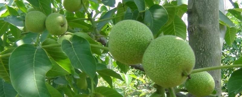 核桃樹苗多錢一棵？在哪里能買到