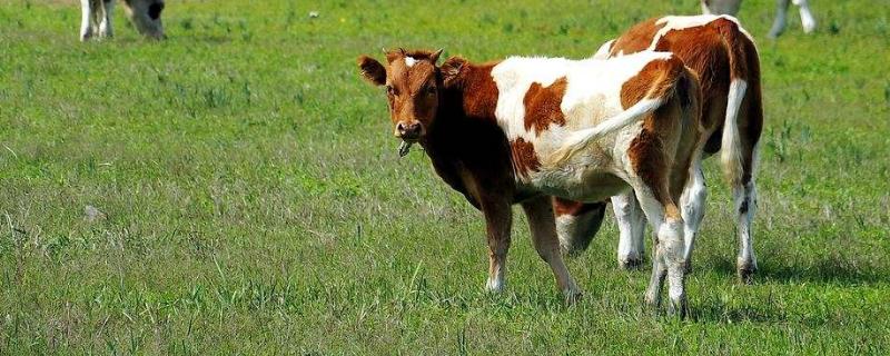 養牛的難處是什么，這幾個難處你知不知道