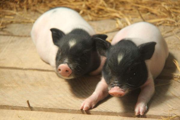 小本養殖項目有哪些