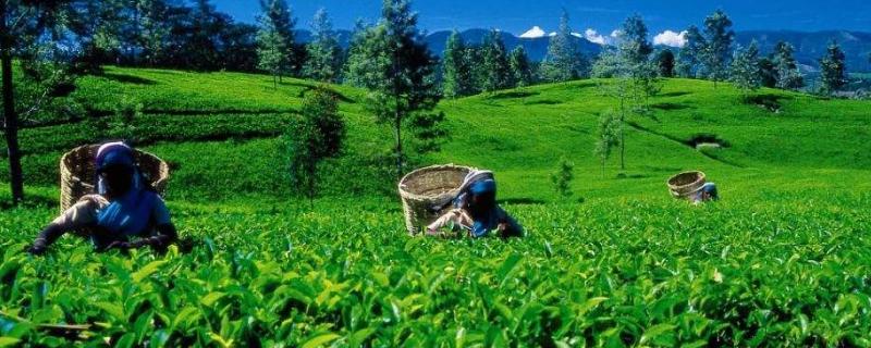 山區有什么好的致富項目