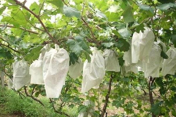 葡萄什么時候套袋合適，什么時候撤袋較好