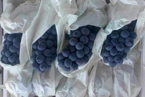 葡萄什么時候套袋合適，什么時候撤袋較好