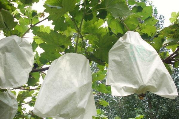 葡萄什么時候套袋合適，什么時候撤袋較好